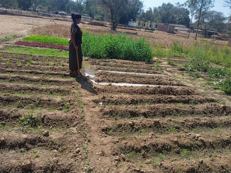 Food Systems in India