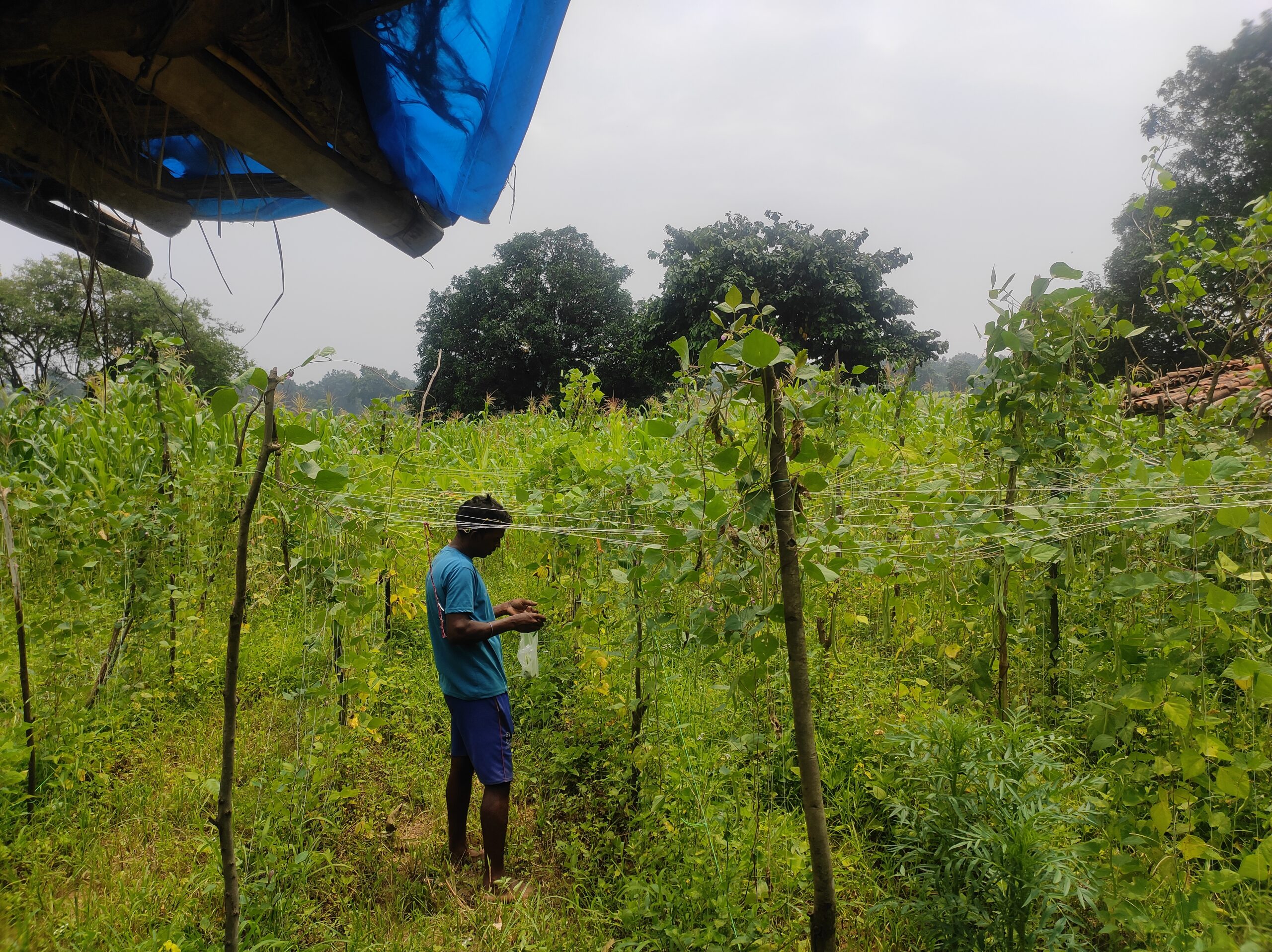 Changing Climate, Changing Diets: How Health and Environment Challenges Intersect in Chhattisgarh